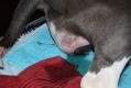 Bevalling van een old english bulldog